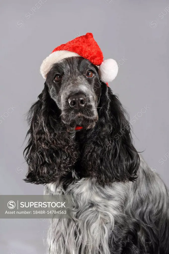Cocker Spaniel, black mold, bitch with Santa hat