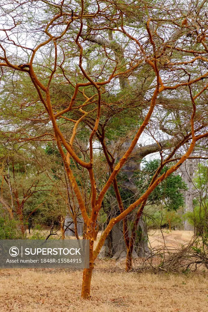 Camelthorn tree (Acacia erioloba), Reserve de Bandia, Thiès Region, Senegal