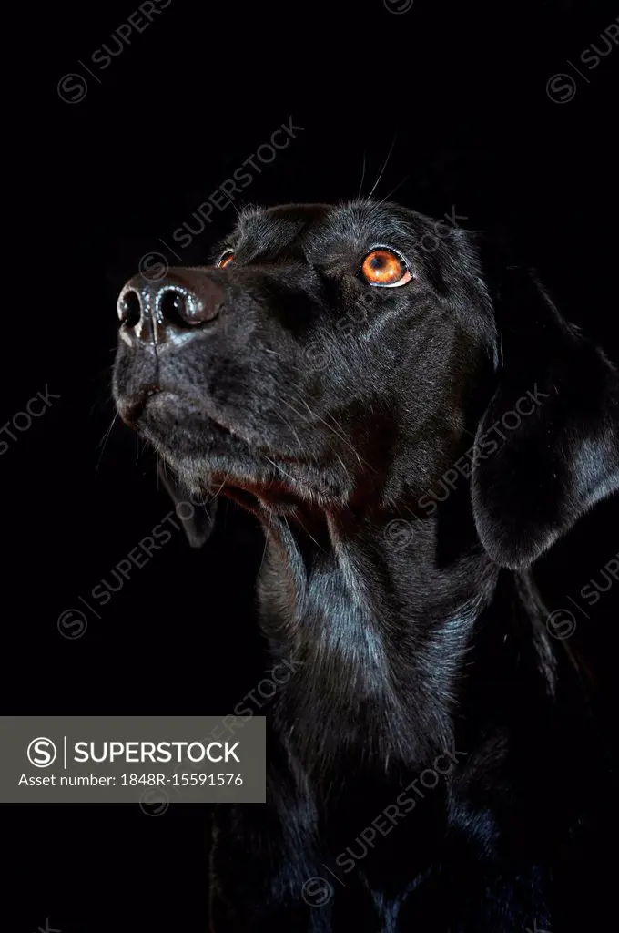 Labrador Retriever, black, bitch, animal portrait in front of black background, studio shot, Austria