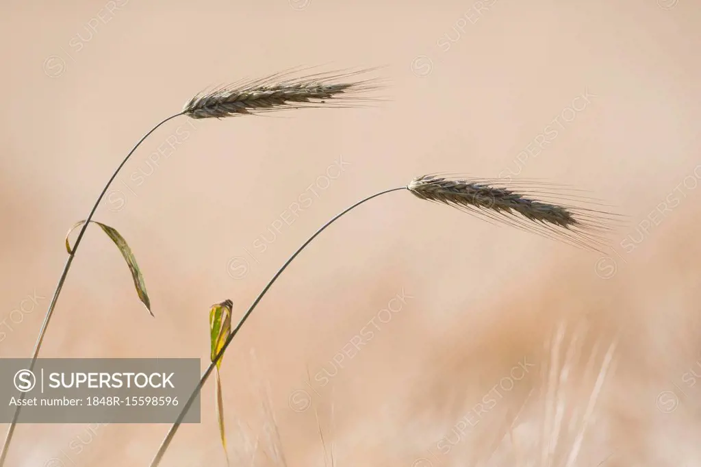 Rye (Secale cereale), two ears, Emsland, Lower Saxony, Germany