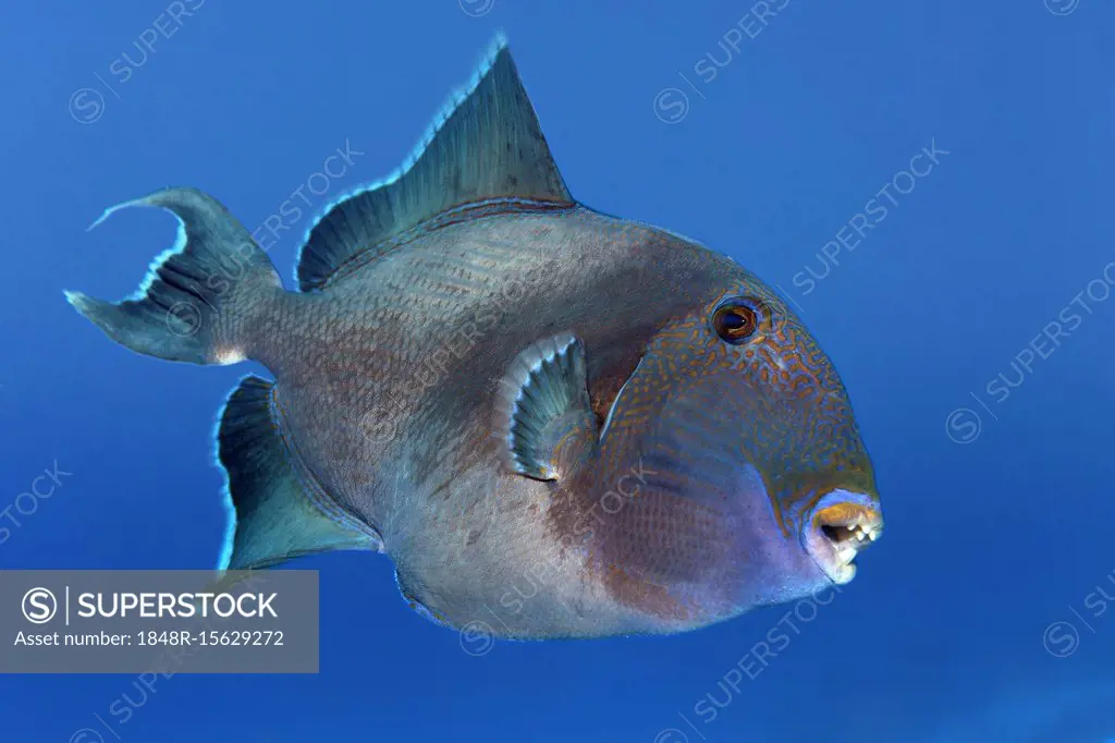 Blue triggerfish (Pseudobalistes fuscus) swims in the open sea, Red Sea, Egypt, Africa