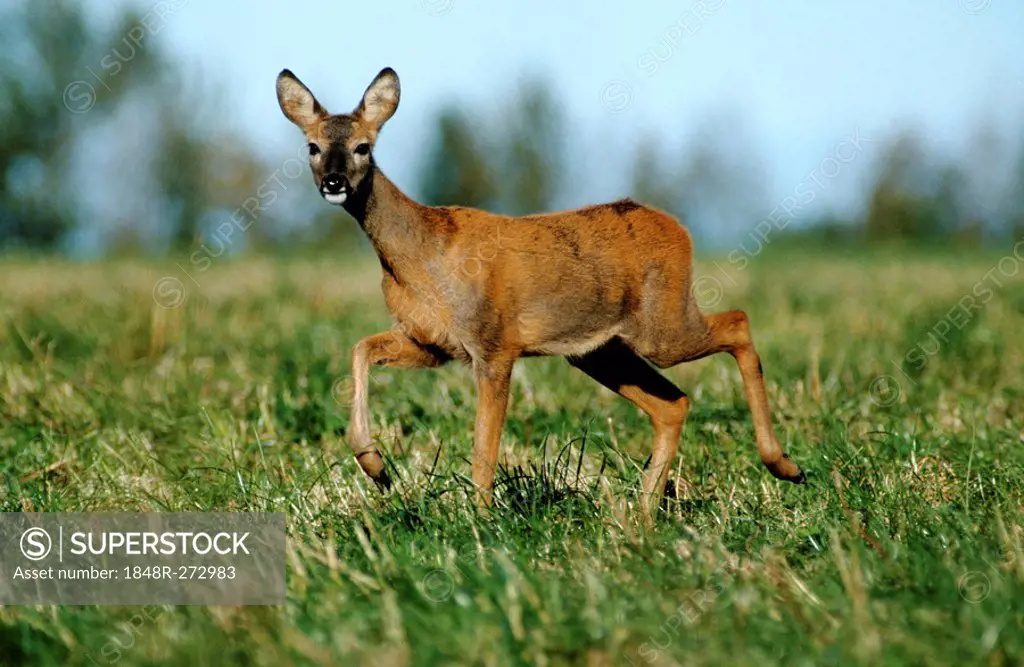 European Roe Deer (Capreolus capreolus), doe walking cautiously through the grass, changing from summer to winter coat