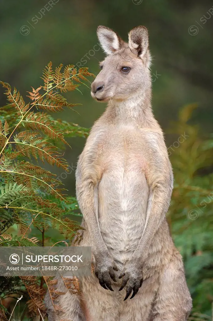 Western Grey Kangaroo , Macropus fuliginosus, Australia