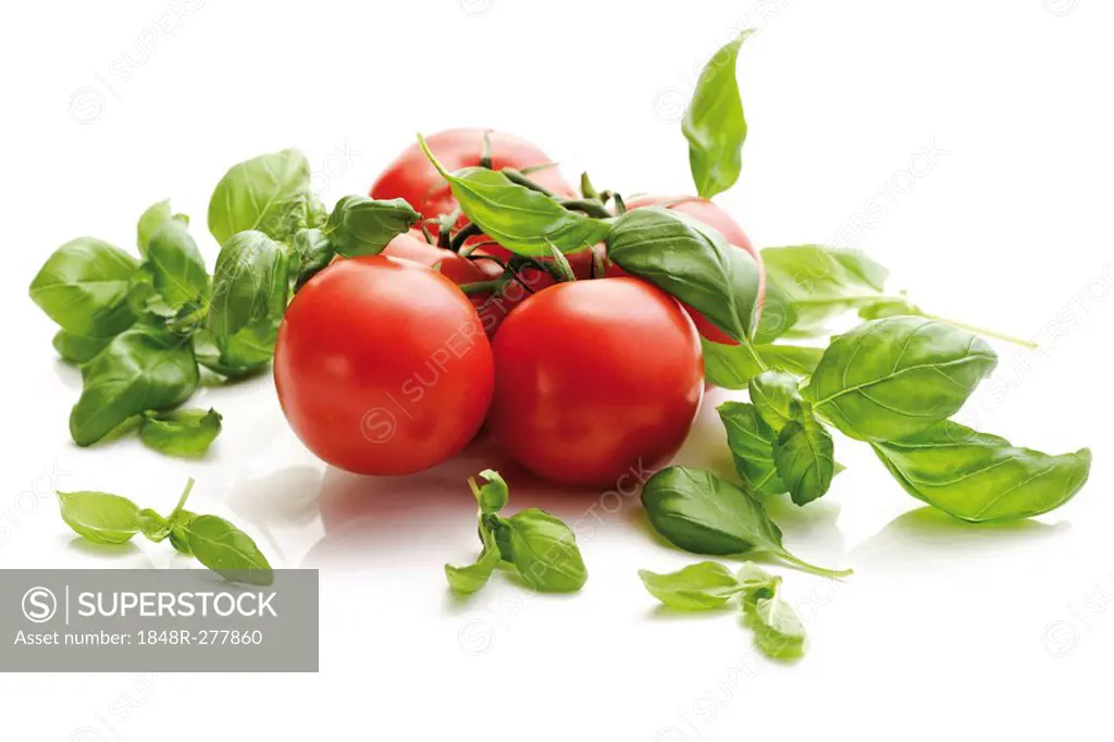 Tomatoes on the vine with basil
