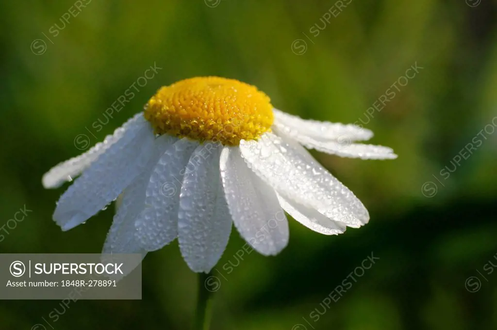 Oxeye daisy (Leucanthemum vulgare), with dew coating