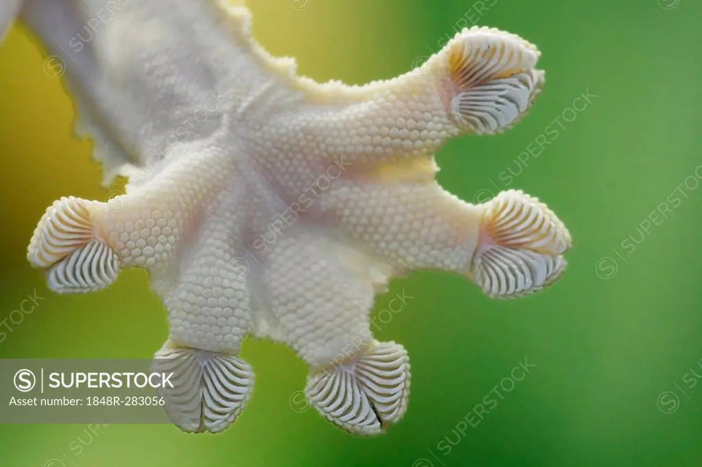 Foot of a Gecko with grips on the toes, in captivity