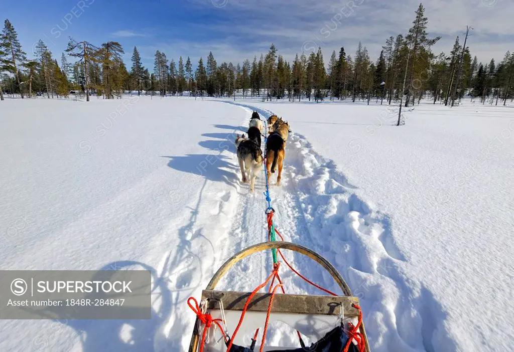 Dog sled team travelling across wintry landscape, Finland, Scandinavia