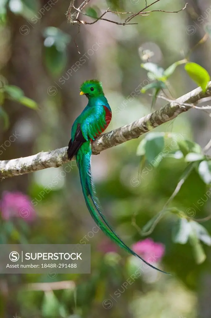 Resplendent Quetzal (Pharomachrus mocinno costaricensis) male in tropical rainforest, Costa Rica, Central America