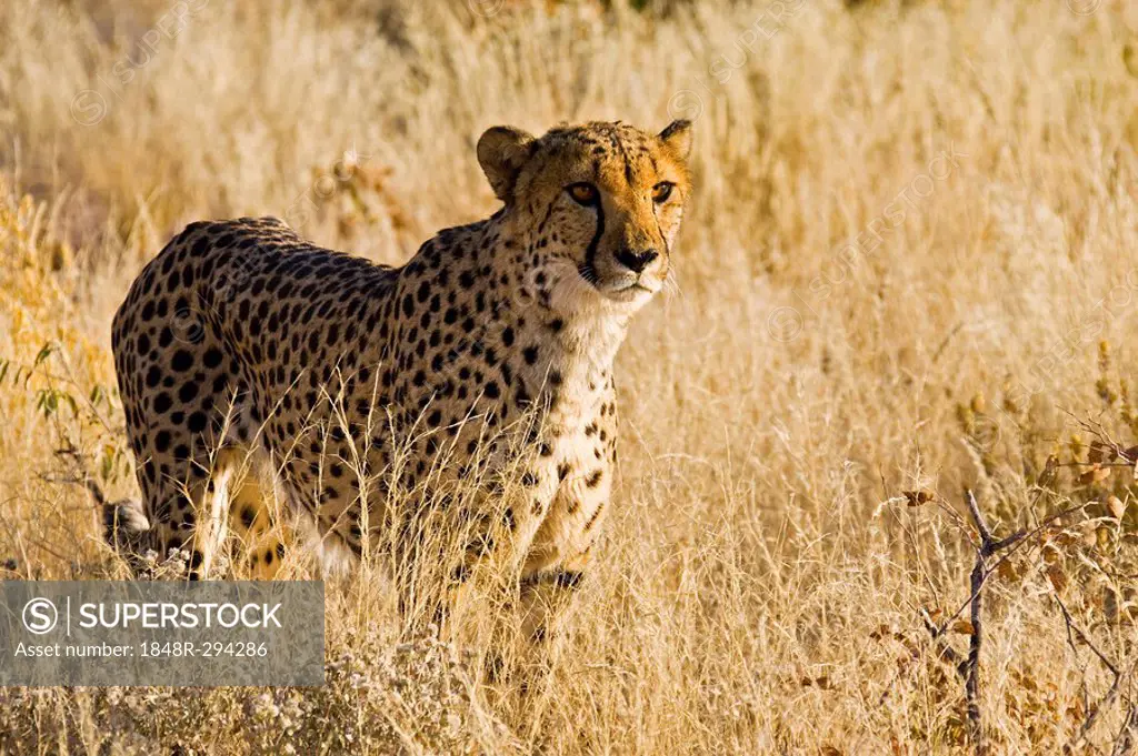 Cheetah (Acinonyx jubatus) walking through the grass, Namibia, Africa