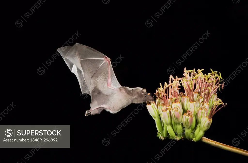 Mexican Long-tongued Bat (Choeronycteris mexicana), adult in flight at night feeding on Agave Blossom (Agave spp.), Tucson, Sonoran Desert, Arizona, U...