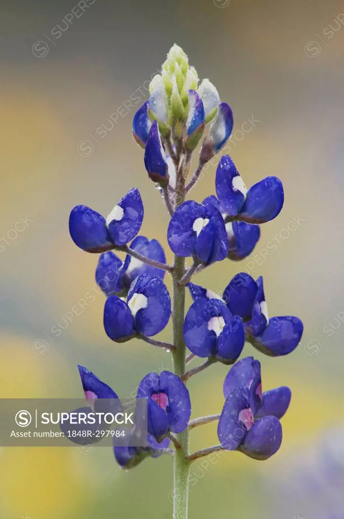 Texas Bluebonnet (Lupinus texensis), blooming, Comal County, Hill Country, Texas, USA