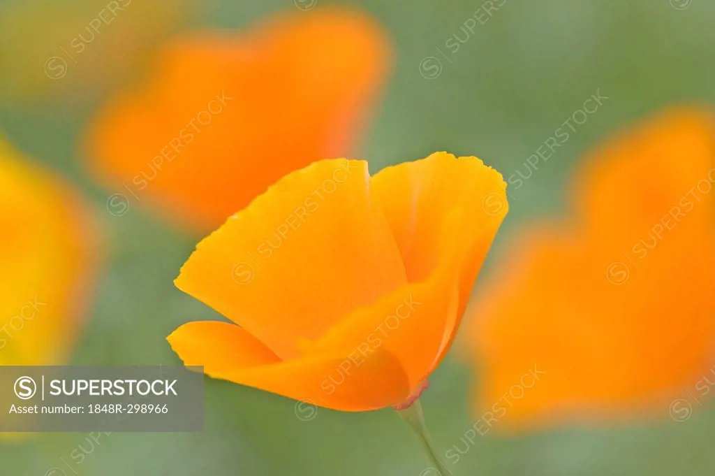Californian Poppy / (Eschscholzia californica)