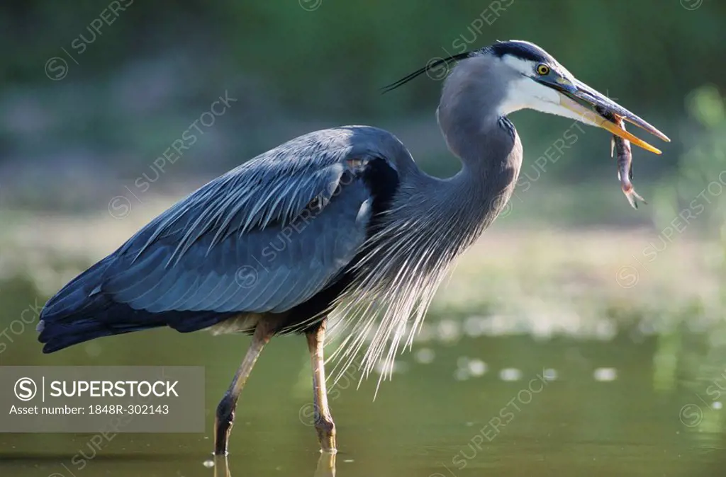 Great Blue Heron (Ardea herodias), adult in pond with catfish, Starr County, Rio Grande Valley, Texas, USA