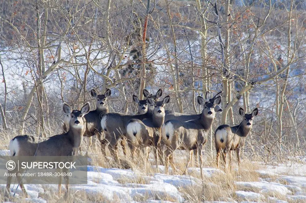 Group of Mule Deer (Odocoileus hemionus), Yukon Territory, Canada, North America