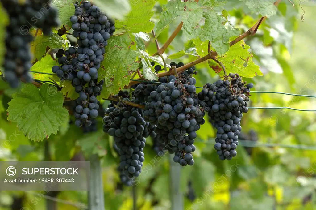 Grape-vines