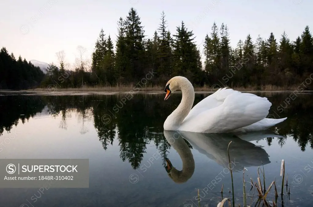 Mute Swan (Cygnus olor), Isar Reservoir near Kruen, Bavaria, Germany, Europe