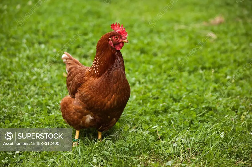 Domestic chicken on a meadow