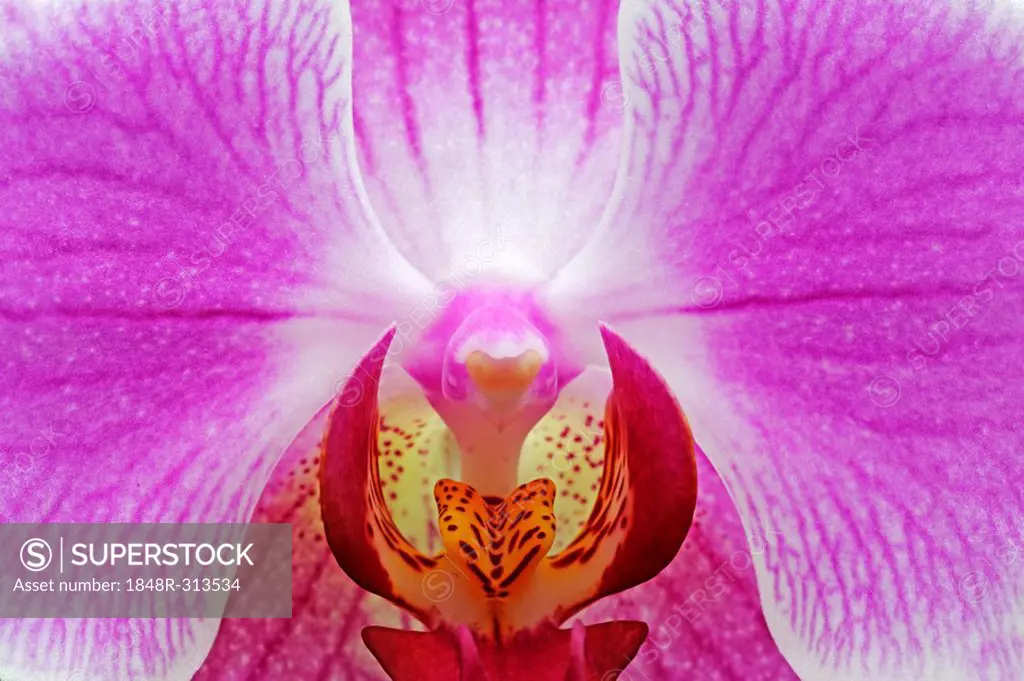 Flower of an orchid (Phalaenopsis sp.), detail, macro
