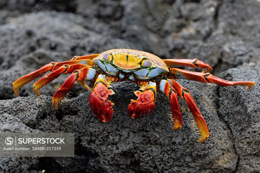 Red Rock Crab (Grapsus grapsus), Española Island, Galapagos, Ecuador, South America