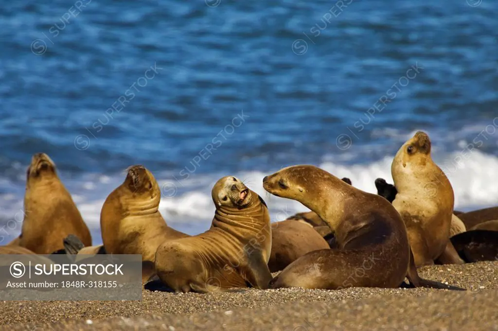 Southern Sea Lion colony (Otaria flavescens), peninsula Valdes, Patagonia, east coast, Atlantic Ozean, Argentina, South America