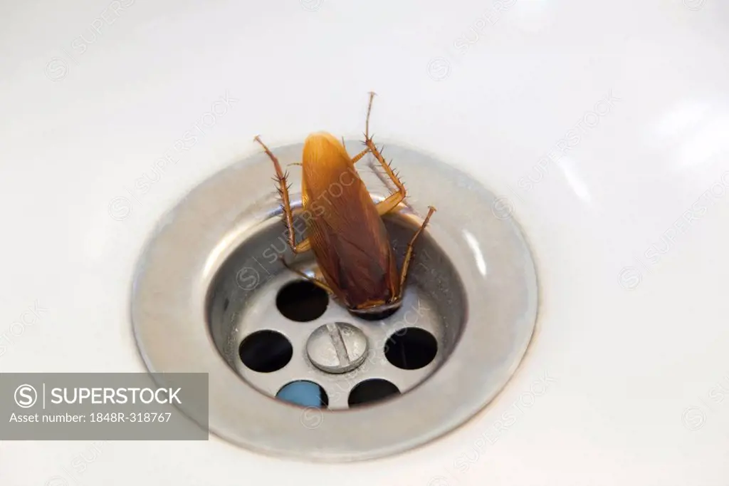 A cockroach in a plughole