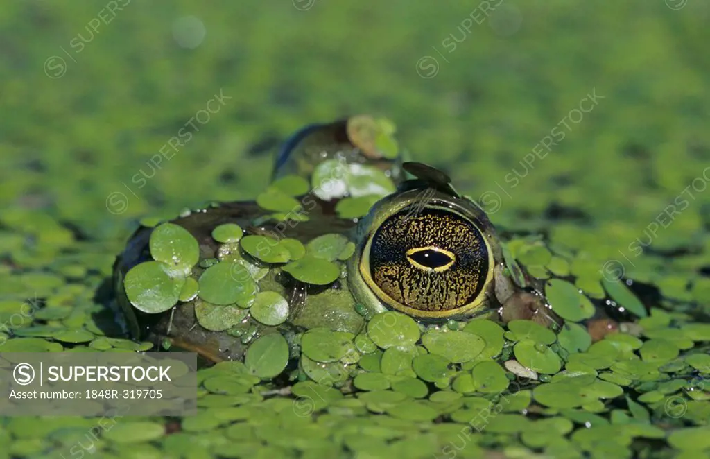 Bullfrog (Rana catesbeiana), adult in duckweed camouflaged, Sinton, Coastal Bend, Texas, USA