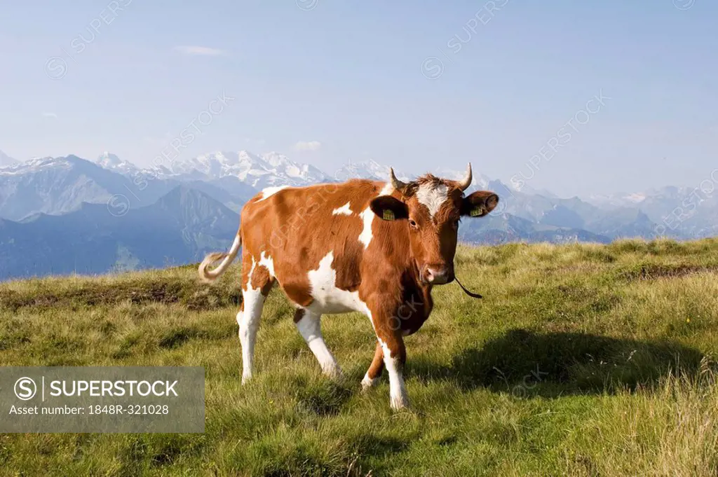 Cow on a meadow, Niederhorn, Bernese Oberland, Switzerland