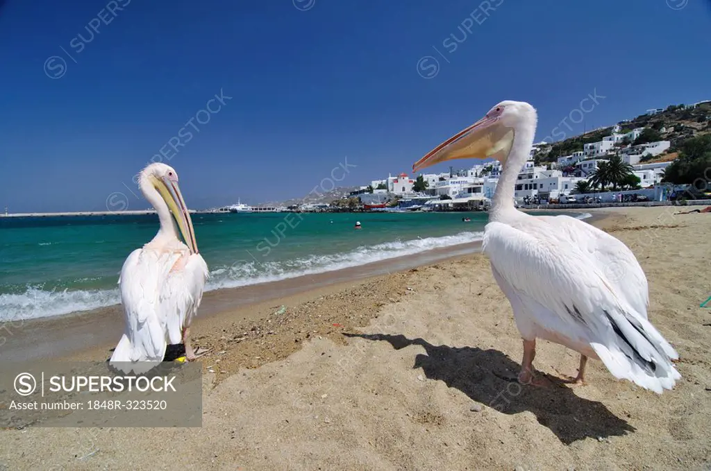 Famous tourist attraction, two pelicans on the beach in front of the turquoise sea, Mykonos, Cyclades, Greece, Europe
