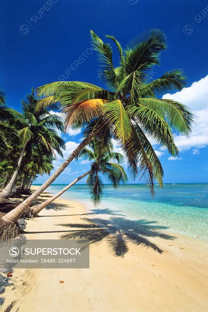 Coconut trees (Cocos nucifera), beach, Dominican Republic, Caribbean