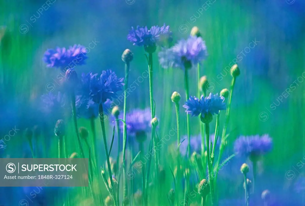 Meadow of blue cornflowers in Tuscany, Italy