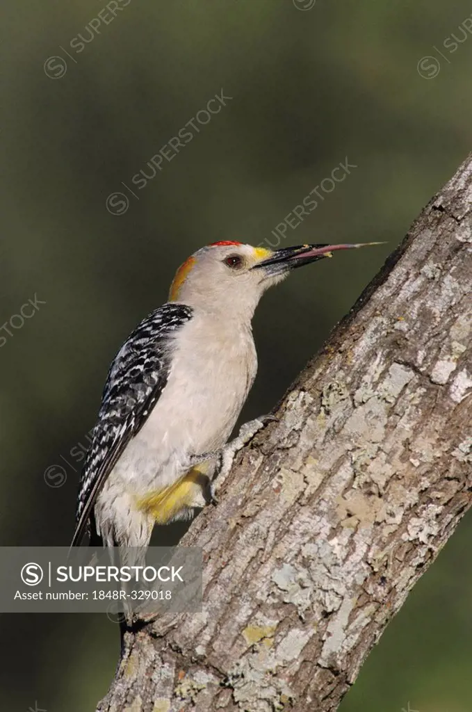 Golden-fronted Woodpecker (Melanerpes aurifrons), male with tongue out, Starr County, Rio Grande Valley, South Texas, USA