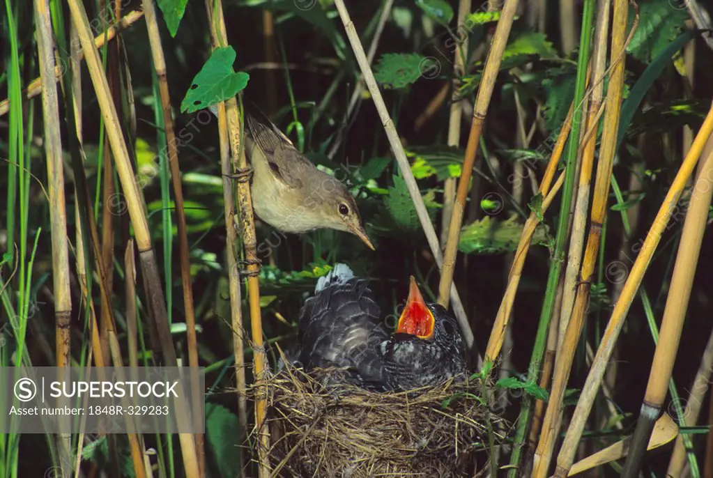 Common Cuckoo (Cuculus canorus) feeded by Eurasian Reed Warbler, Hortobagy-Lakes, Hungary