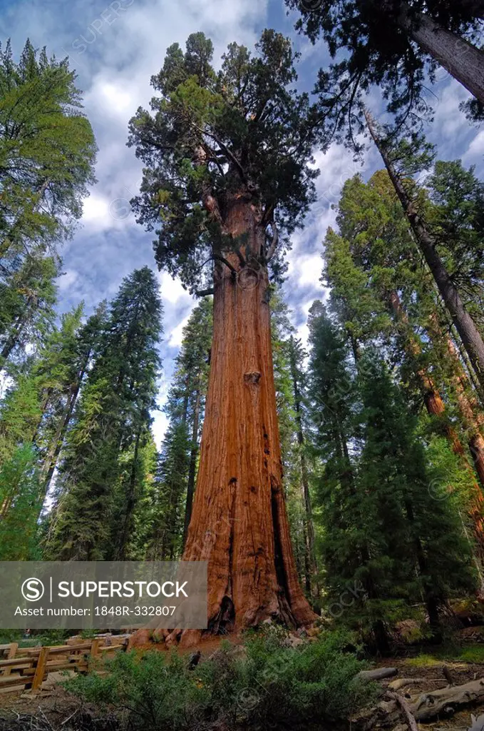 General Sherman (275 ft or 83.8 m), the world's tallest Giant Sequoia (Sequoiadendron giganteum), Sequoia National Park, California, USA