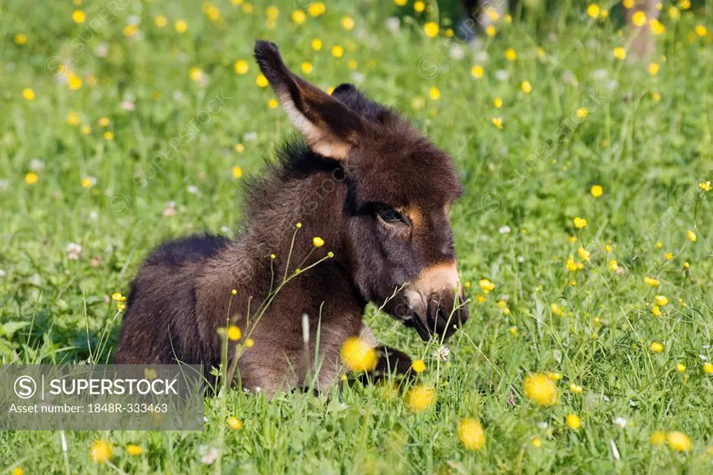 Donkey foal resting, Equus asinus, Bavaria Germany
