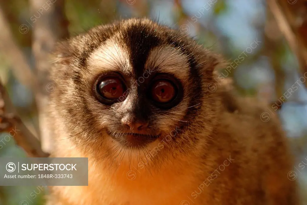 Three-striped Night Monkey or Northern Owl Monkey (Aotus trivirgatus), Gran Chaco, Paraguay, South America