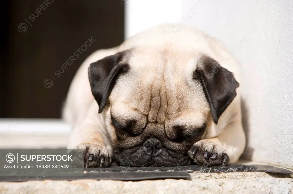 A pug is lying in a doorway in the sun, taking a nap