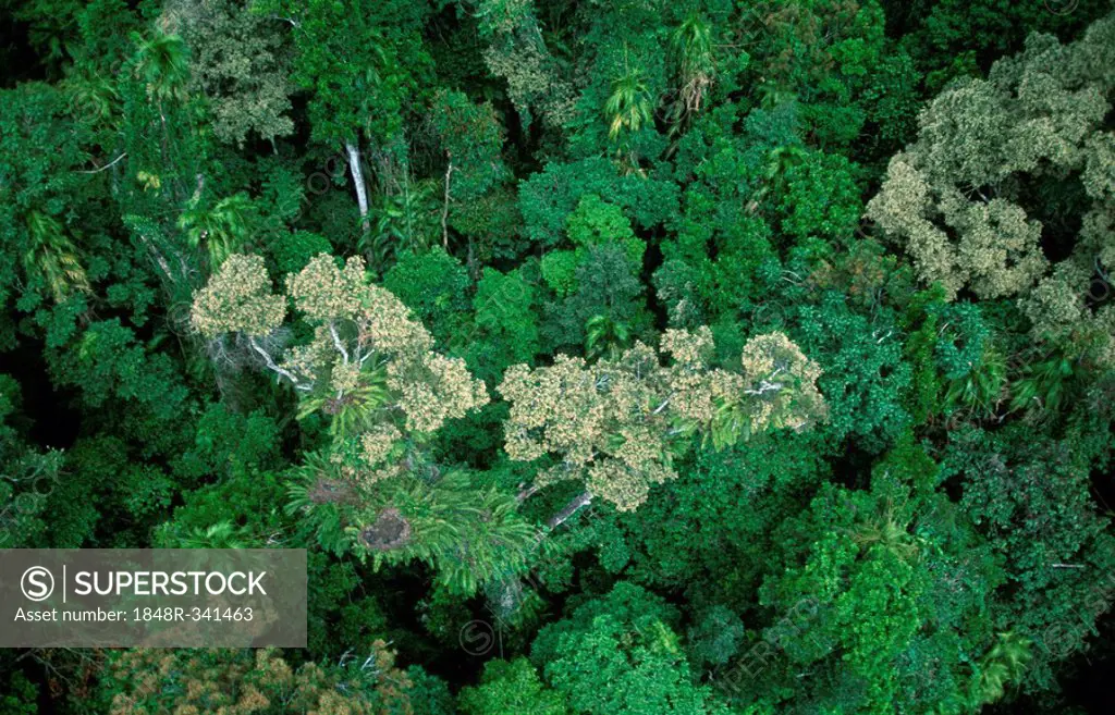 Tropical rainforest, Kuranda, Queensland, Australia