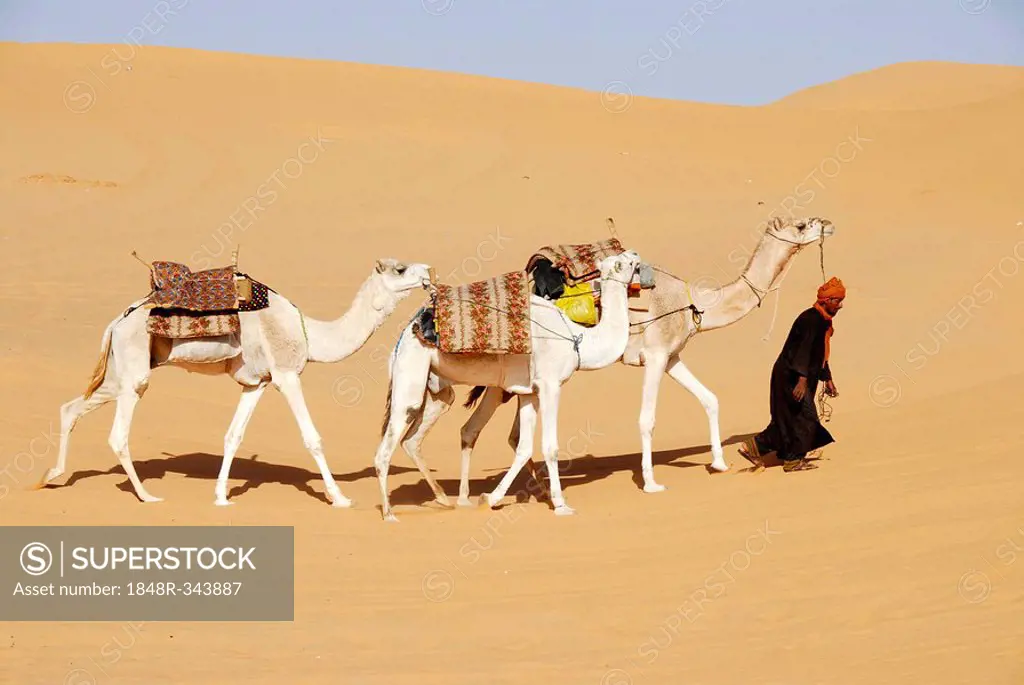 Tuareg walks with camels through the desert Mandara Libya