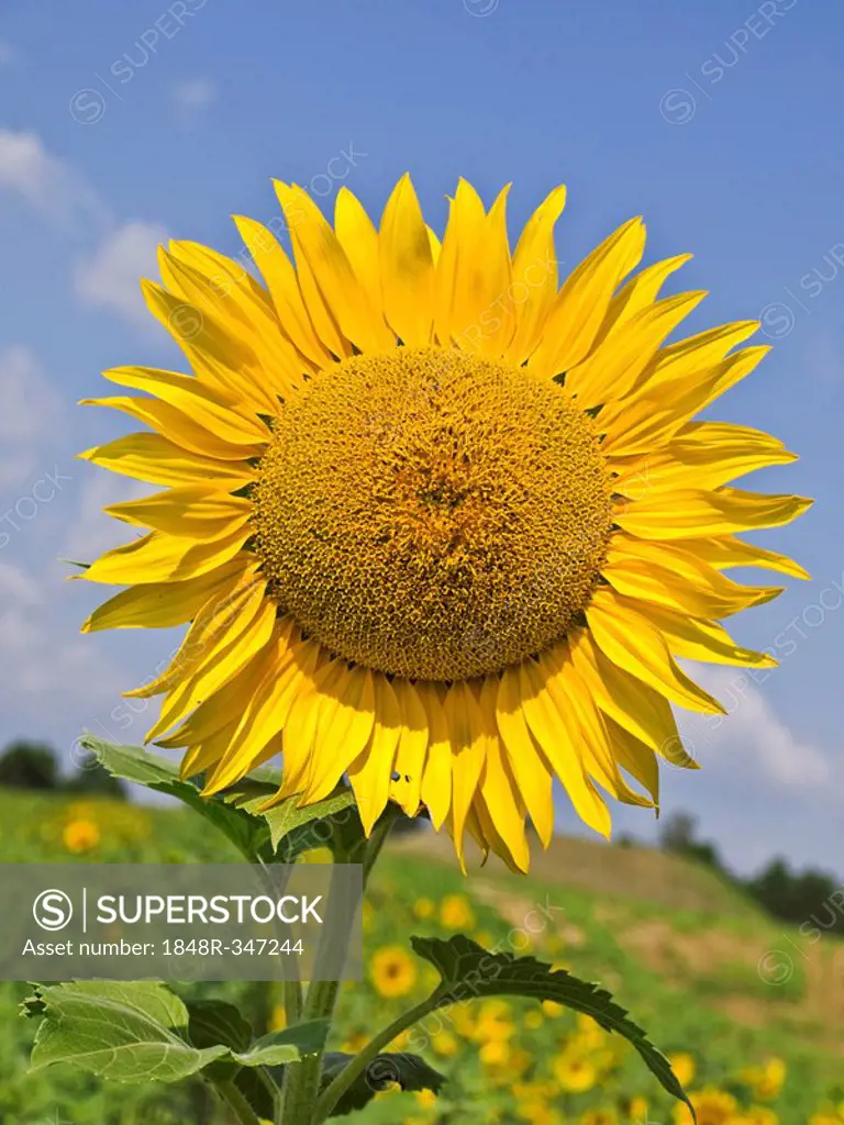 Sunflower (Helianthus annuus), Austria, Europe