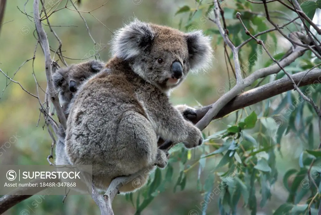 Koala (Phascolarctos cinereus) with baby in Gum Tree, Victoria, Australia