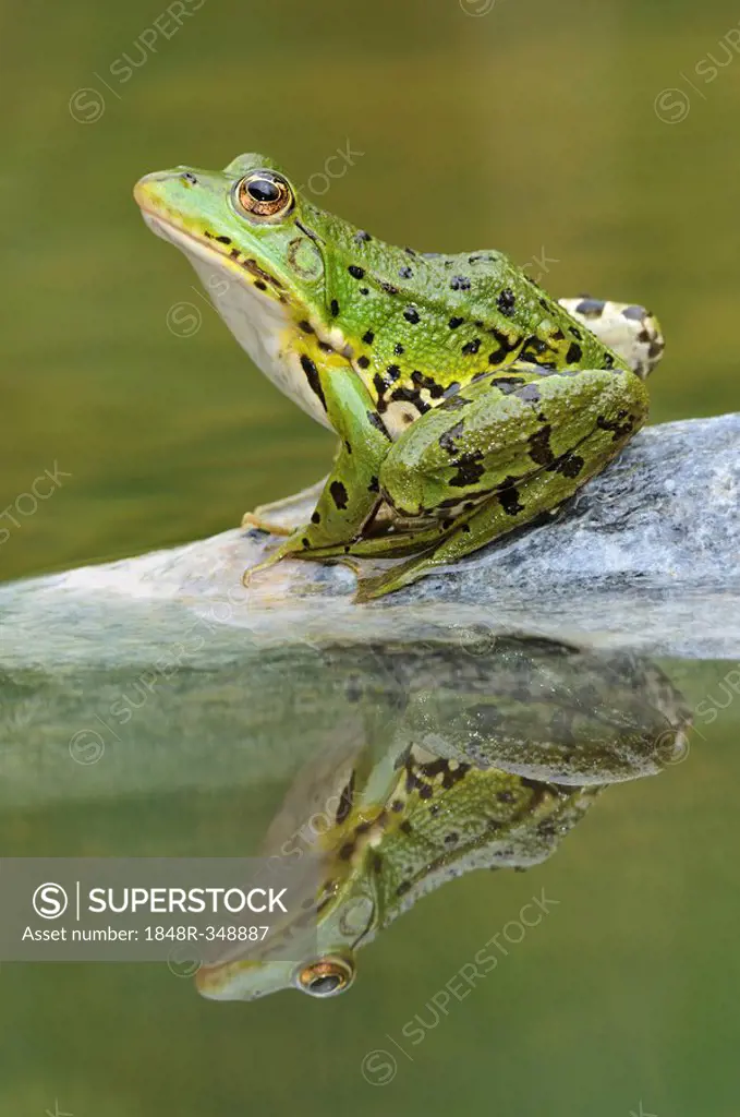 Water Frog (Rana esculenta, Pelophylax kl. Esculentus) with reflection