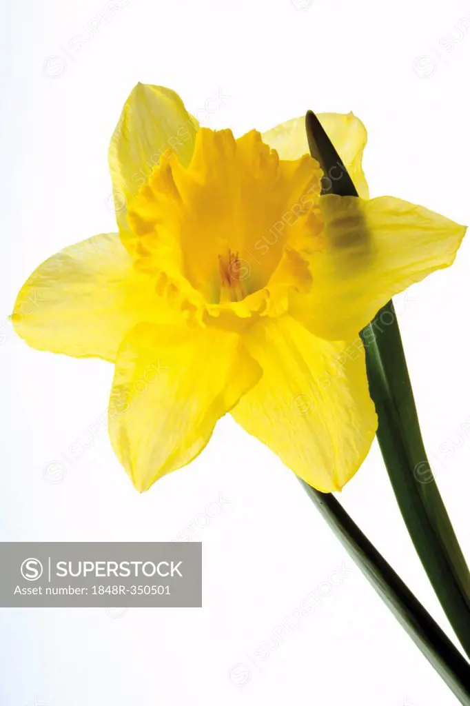 Yellow Wild Daffodil (Narcissus pseudonarcissus)