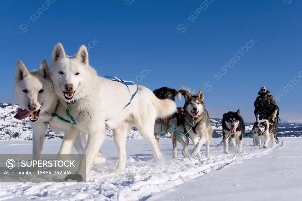 Sled dog team with musher, two white lead dogs, Lake Laberge, Yukon Territory, Canada