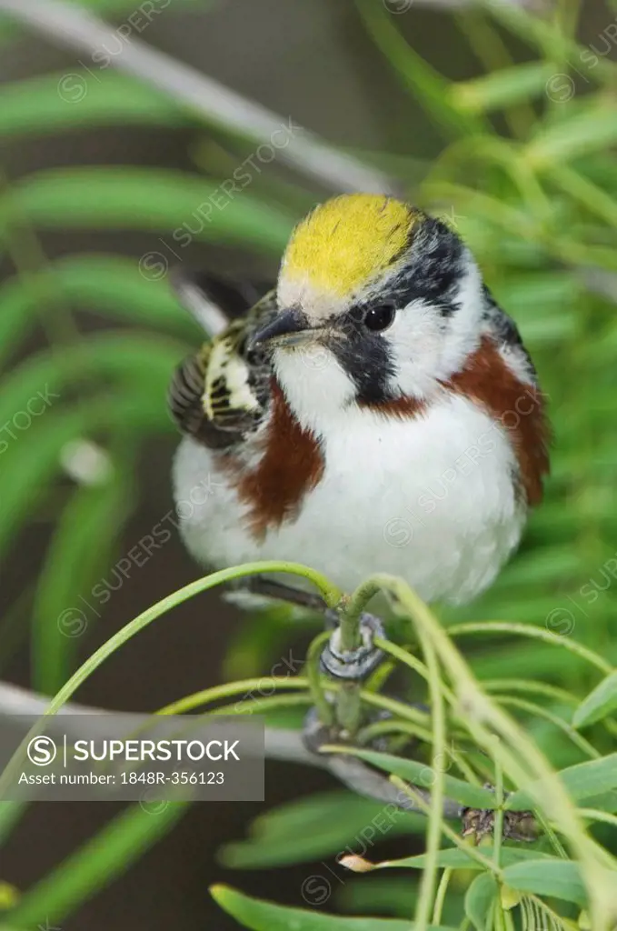 Chestnut-sided Warbler (Dendroica pensylvanica), male, South Padre Island, Texas, USA