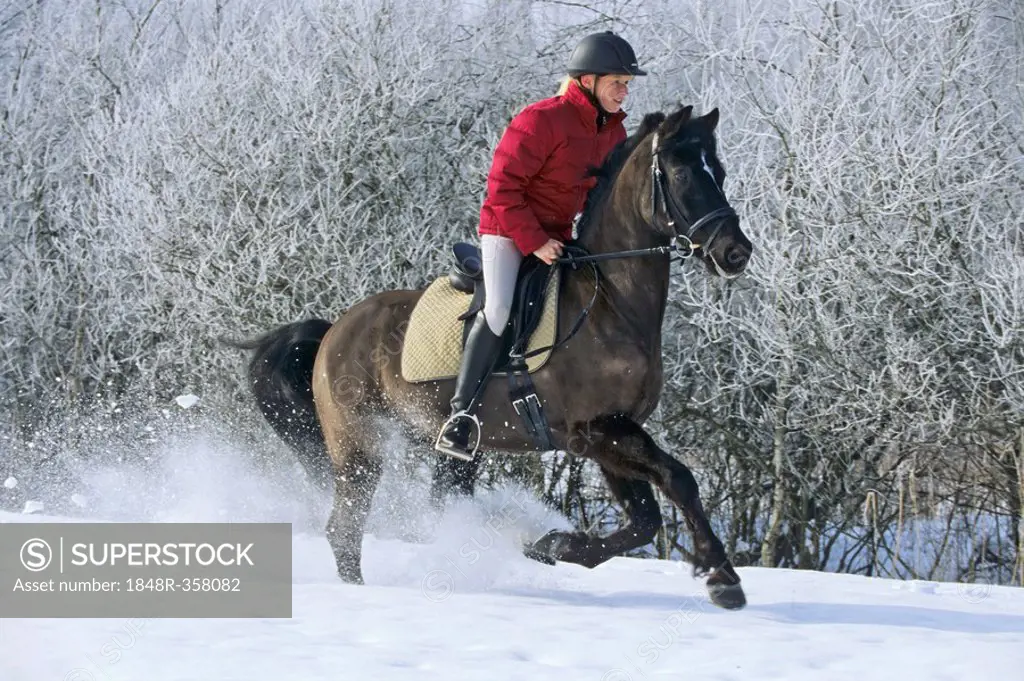 Young rider on back of German pony galloping in winter