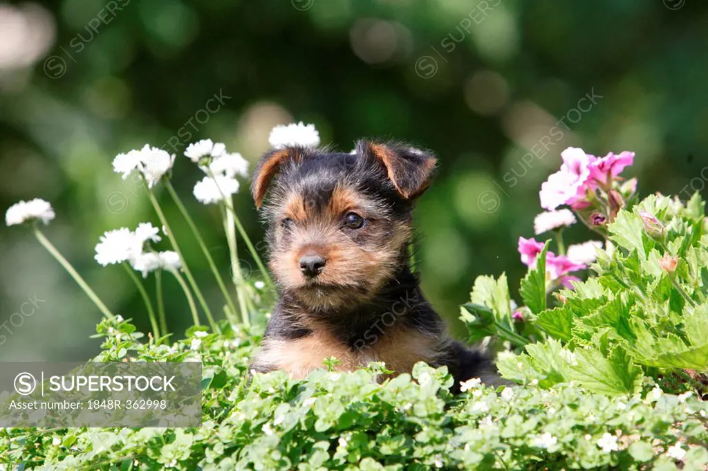 Yorkshire Terrier (Yorkie) sitting between flowers