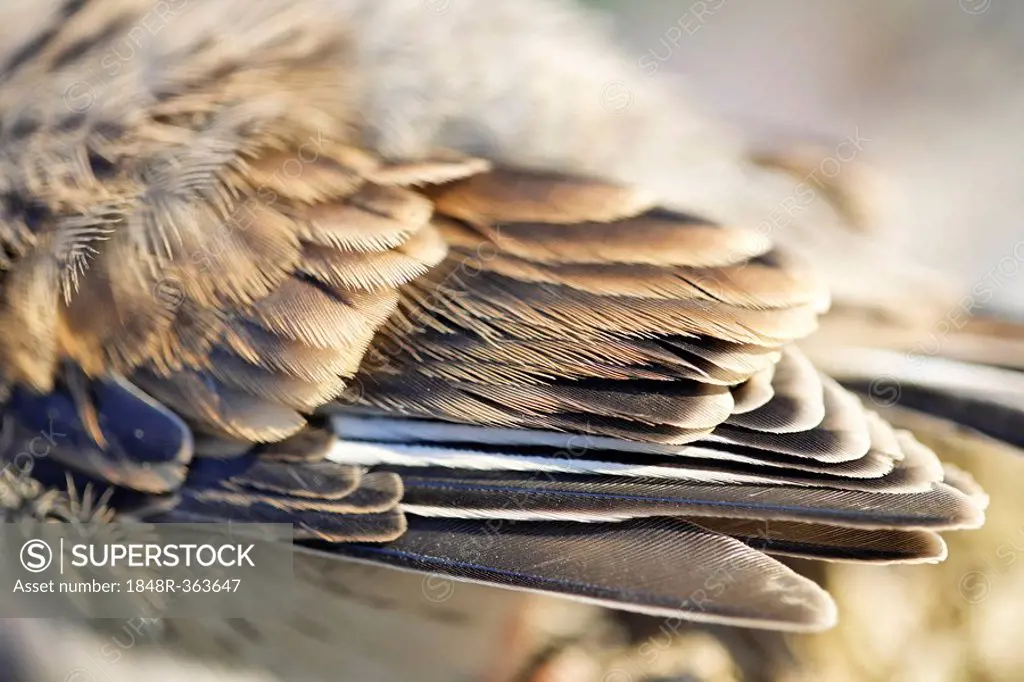 Detail of a wing of a house sparrow (Passer domesticus), Austria