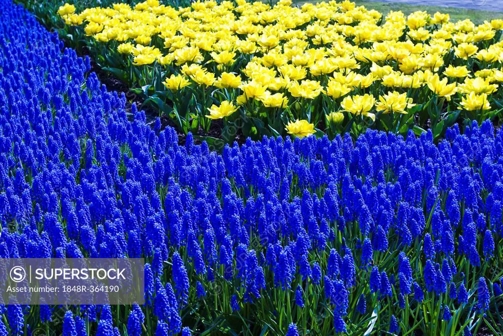 Grape Hyacinths (Muscari Armeniacum) and Daffodils (Narcissus), Keukenhof, Holland, Netherlands, Europe