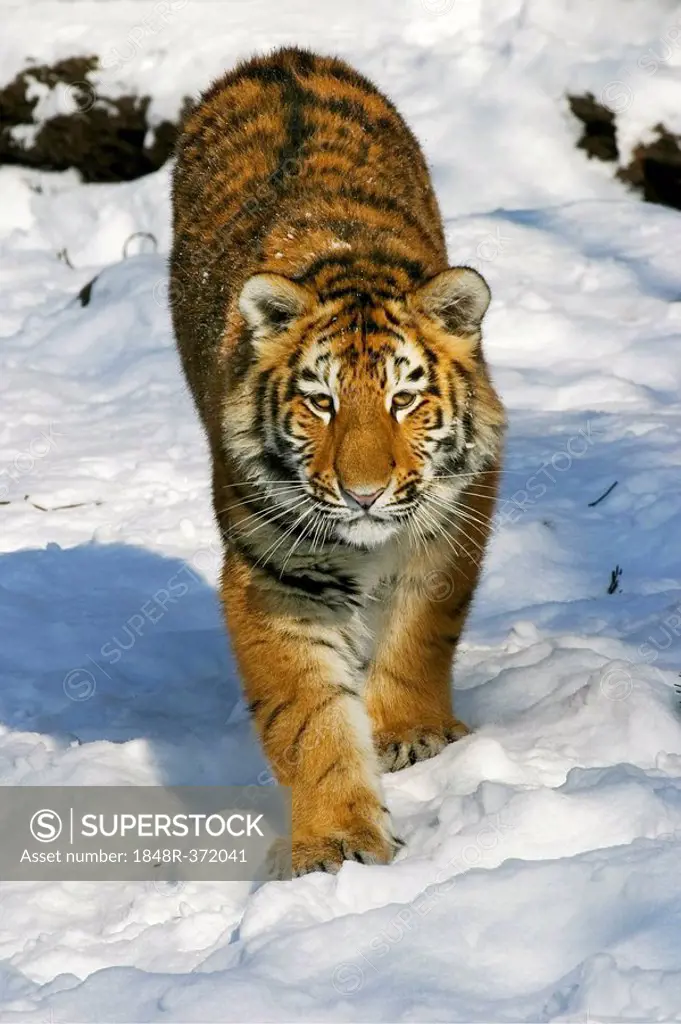 Young Sibirian Tiger (Panthera tigris altaica) in snow