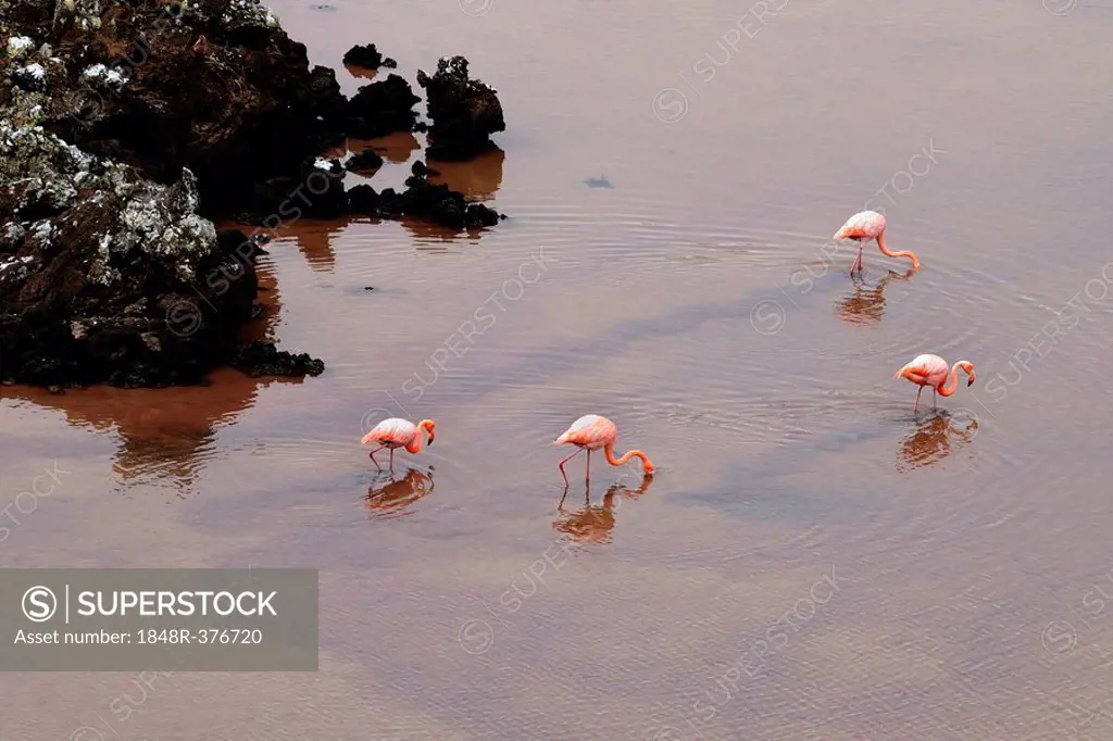 American Flamingo or Caribbean Flamingo (Phoenicopterus ruber), Floreana Island, Galapagos, Ecuador, South America